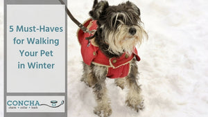 Five Must-Haves for Walking Your Pet in Winter