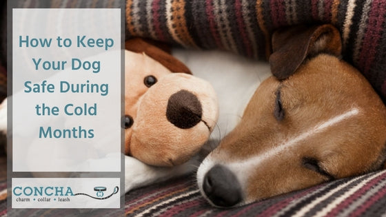 How to Keep Your Dog Safe During the Cold Months